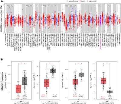 A Pan-Cancer Analysis Revealing the Dual Roles of Lysine (K)-Specific Demethylase 6B in Tumorigenesis and Immunity